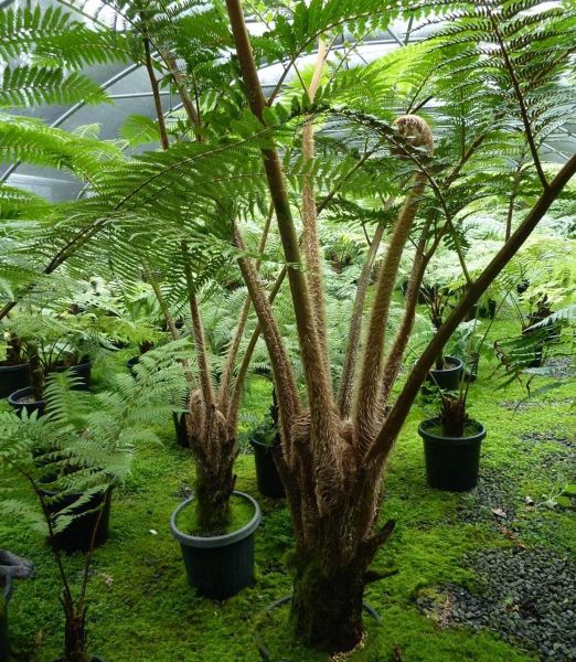 Cyathea cooperi